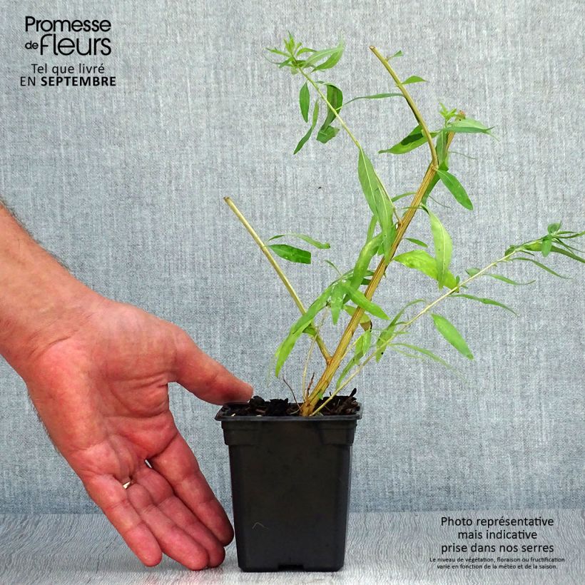 Exemplar von Zitronenstrauch Bio - Aloysia citriodora Mini-Plug Ø 3/4 cm wie im Herbst geliefert