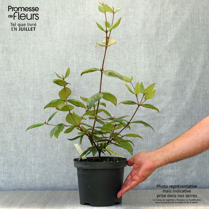 Exemplar von Burkwoods Schneeball - Viburnum burkwoodii Topf mit 3L/4L wie im Sommer geliefert