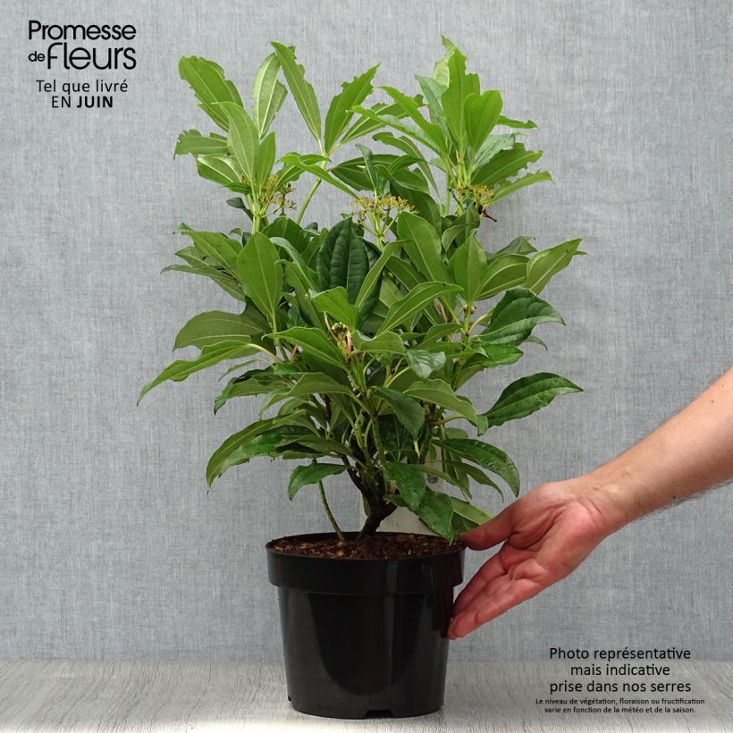 Exemplar von Immergrüner Kissen-Schneeball - Viburnum davidii Topf mit 3L/4L wie im Sommer geliefert