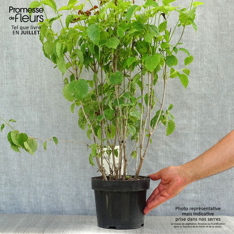 Exemplar von Gezähnter Schneeball Blue Muffin - Viburnum dentatum Topf mit 3L/4L wie im Sommer geliefert