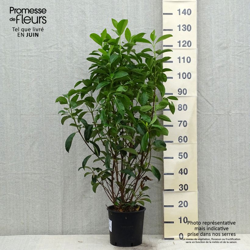 Exemplar von Glänzender Schneeball - Viburnum lucidum Topf mit 2L/3L wie im Sommer geliefert
