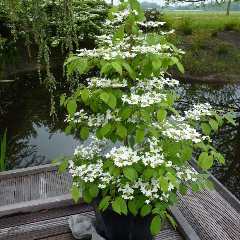 Japanischer Schneeball Kilimanjaro - Viburnum plicatum (Hafen)