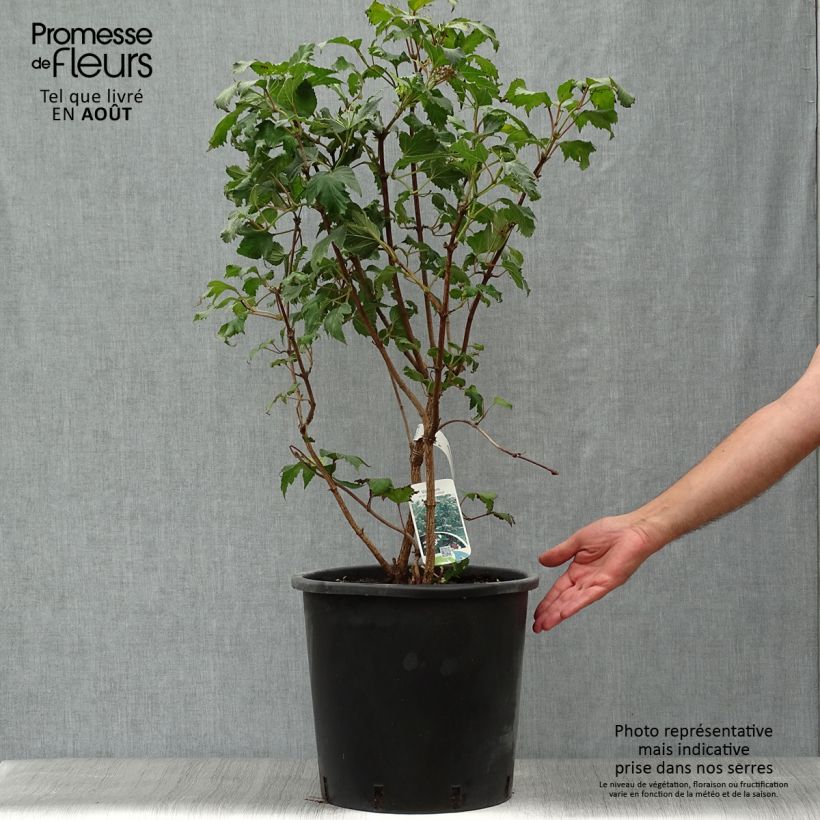 Exemplar von Sargents Schneeball Onondaga - Viburnum sargentii Topf mit 18L/20L wie im Sommer geliefert