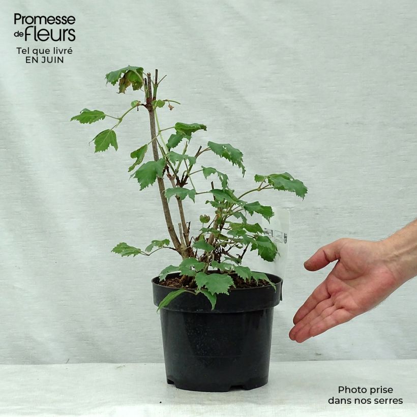 Exemplar von Sargents Schneeball Onondaga - Viburnum sargentii Topf mit 2L/3L wie im Sommer geliefert