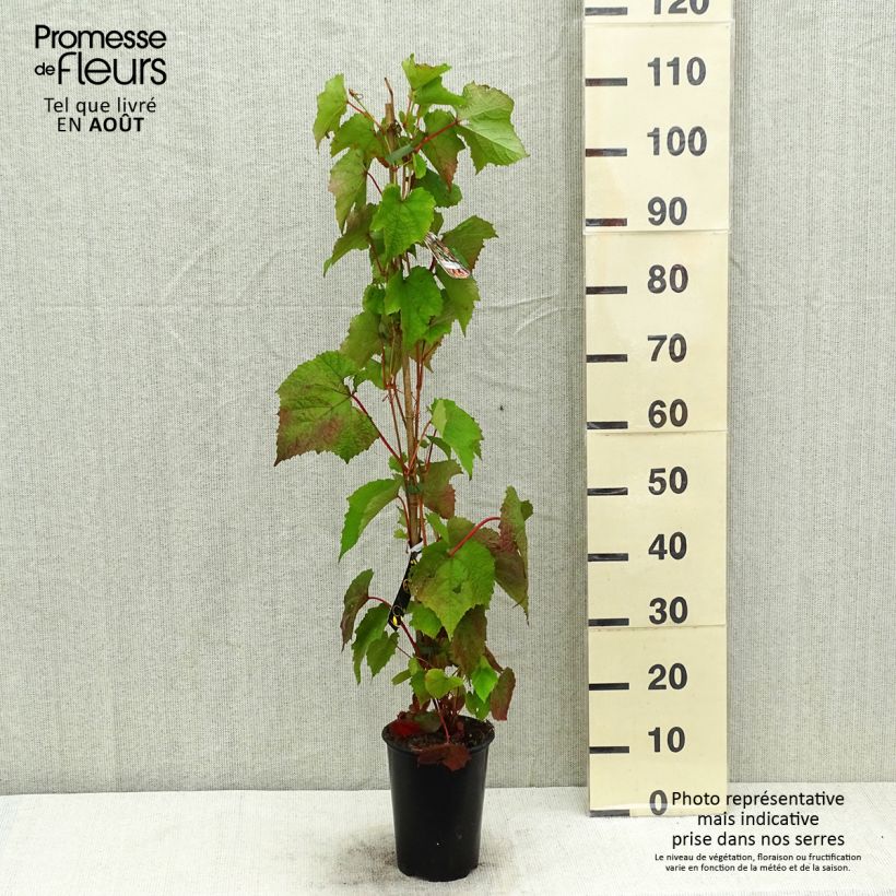 Exemplar von Amur-Rebe Amurensis - Vitis amurensis Topf mit 3L/4L wie im Sommer geliefert