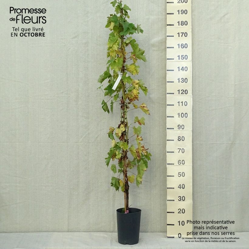 Exemplar von Weinrebe Argentina (GARGIULO 130387) Topf mit 4L/5L wie im Herbst geliefert