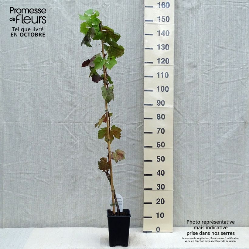Exemplar von Weinrebe Aperina Nera Topf mit 1,5L/2L wie im Herbst geliefert