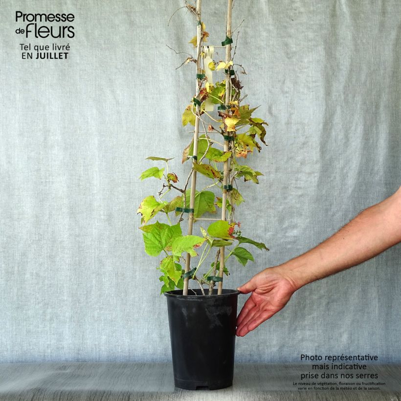 Exemplar von Kletterwein Fenway Park - Parthenocissus tricuspidata Topf mit 4L/5L wie im Sommer geliefert