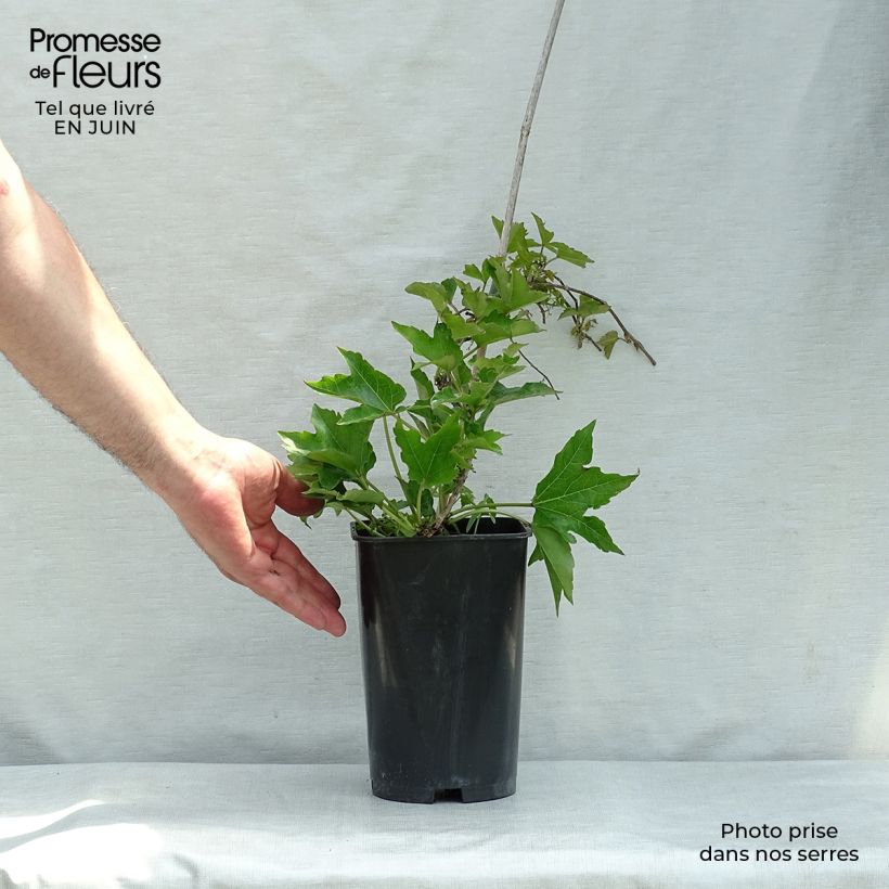 Exemplar von Kletterwein Minutifolia - Parthenocissus tricuspidata Topf mit 2L/3L wie im Sommer geliefert