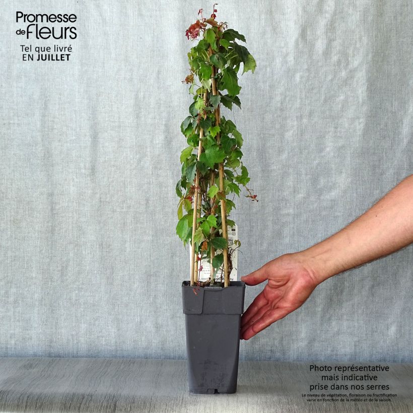 Exemplar von Kletterwein Veitchii - Parthenocissus tricuspidata Topf mit 2L/3L wie im Sommer geliefert