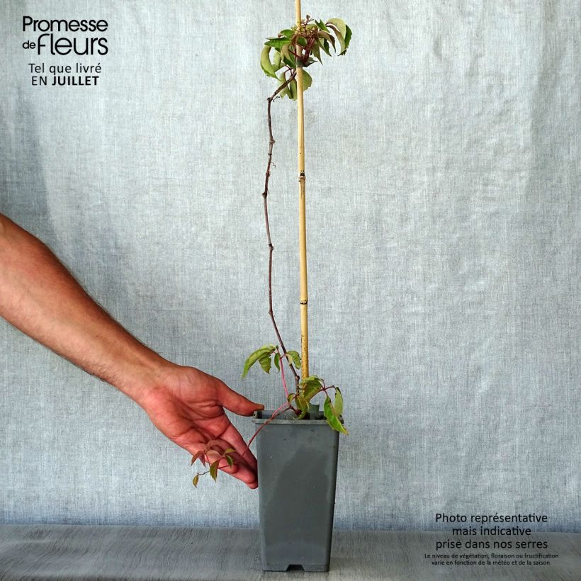 Exemplar von Chinesische Jungfernrebe - Parthenocissus henryana Topf mit 2L/3L wie im Sommer geliefert