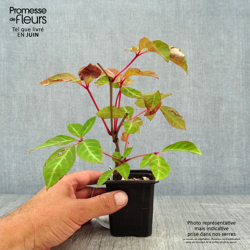 Exemplar von Chinesische Jungfernrebe - Parthenocissus henryana Kleine Töpfe von 8/9 cm wie im Sommer geliefert