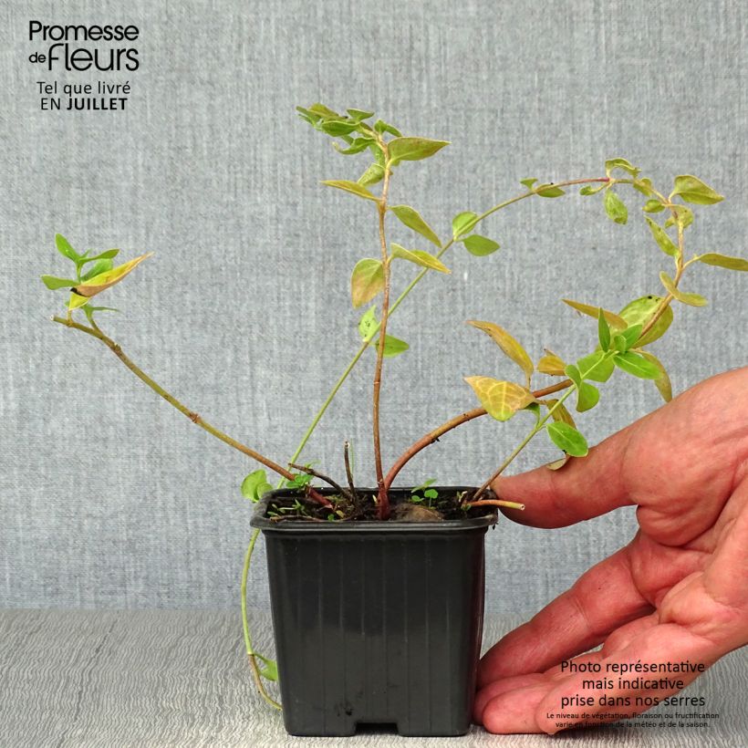 Exemplar von Großes Immergrün - Vinca major Kleine Töpfe von 7/8 cm wie im Sommer geliefert