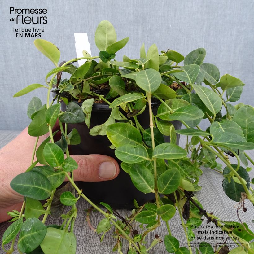 Exemplar von Kleines Immergrün Alba - Vinca minor Topf mit 2L/3L wie im Winter geliefert