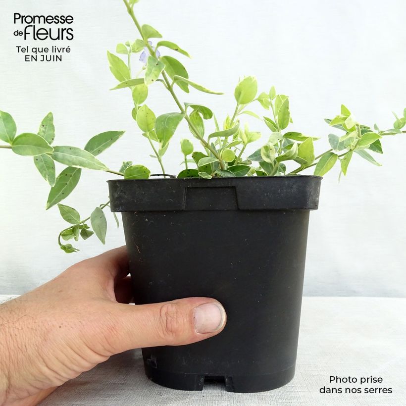 Exemplar von Kleines Immergrün Argenteovariegata - Vinca minor Topf mit 2L/3L wie im Sommer geliefert