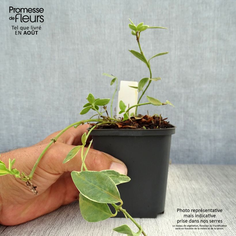 Exemplar von Kleines Immergrün Argenteovariegata - Vinca minor Kleine Töpfe von 8/9 cm wie im Sommer geliefert