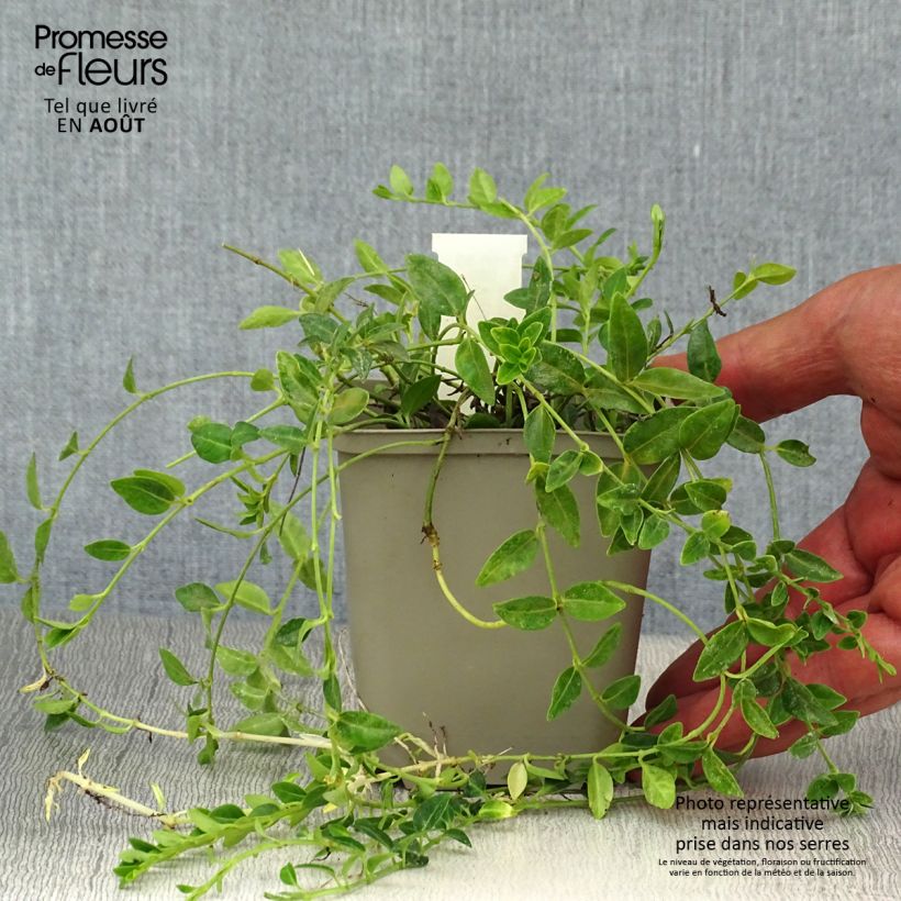 Exemplar von Kleines Immergrün Elisa - Vinca minor Kleine Töpfe von 8/9 cm wie im Sommer geliefert