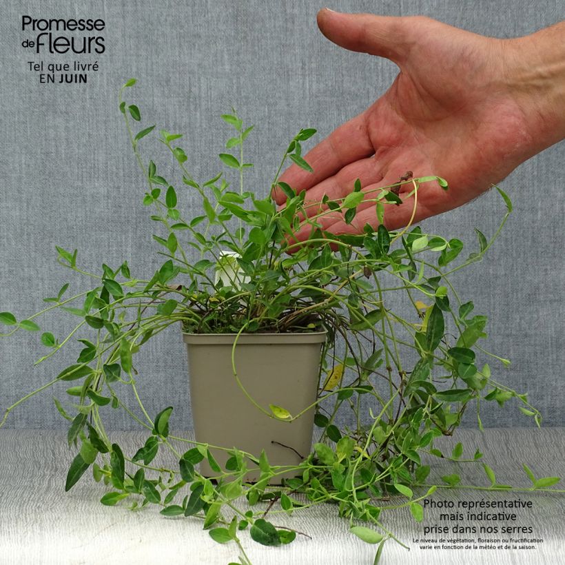 Exemplar von Kleines Immergrün Josefine - Vinca minor Kleine Töpfe von 8/9 cm wie im Sommer geliefert