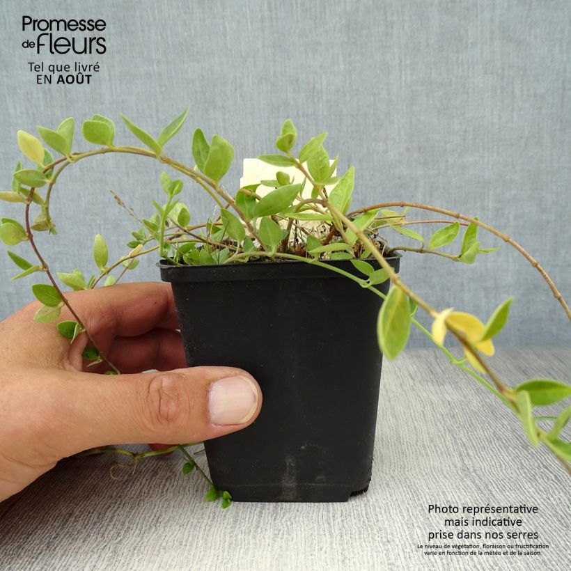 Exemplar von Kleines Immergrün Marie - Vinca minor Kleine Töpfe von 8/9 cm wie im Sommer geliefert