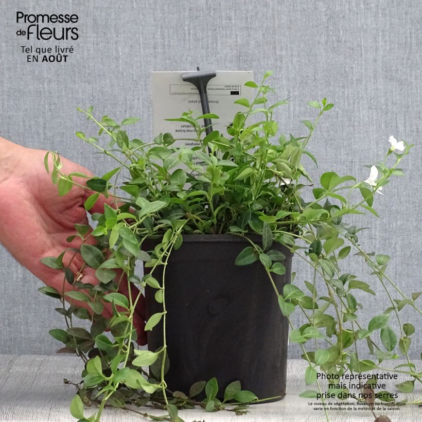 Exemplar von Kleines Immergrün Sebastian's Beste - Vinca minor Topf mit 2L/3L wie im Sommer geliefert