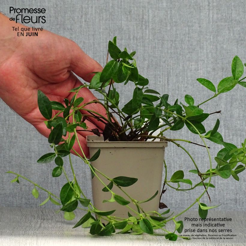 Exemplar von Kleines Immergrün White Power - Vinca minor Kleine Töpfe von 8/9 cm wie im Sommer geliefert