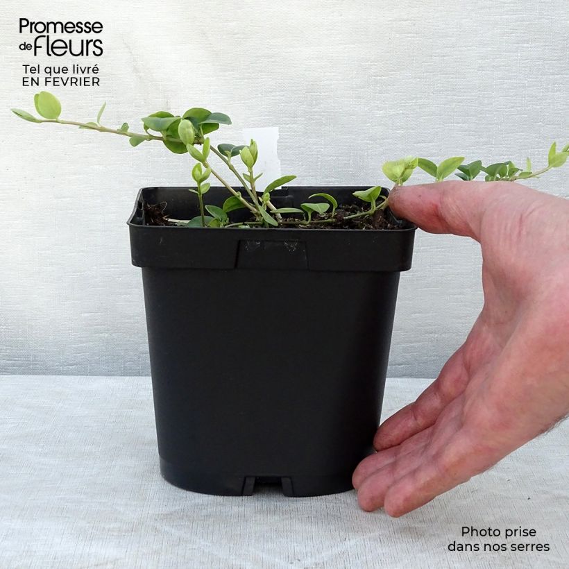 Exemplar von Kleines Immergrün White Power - Vinca minor Topf mit 2L/3L wie im Winter geliefert