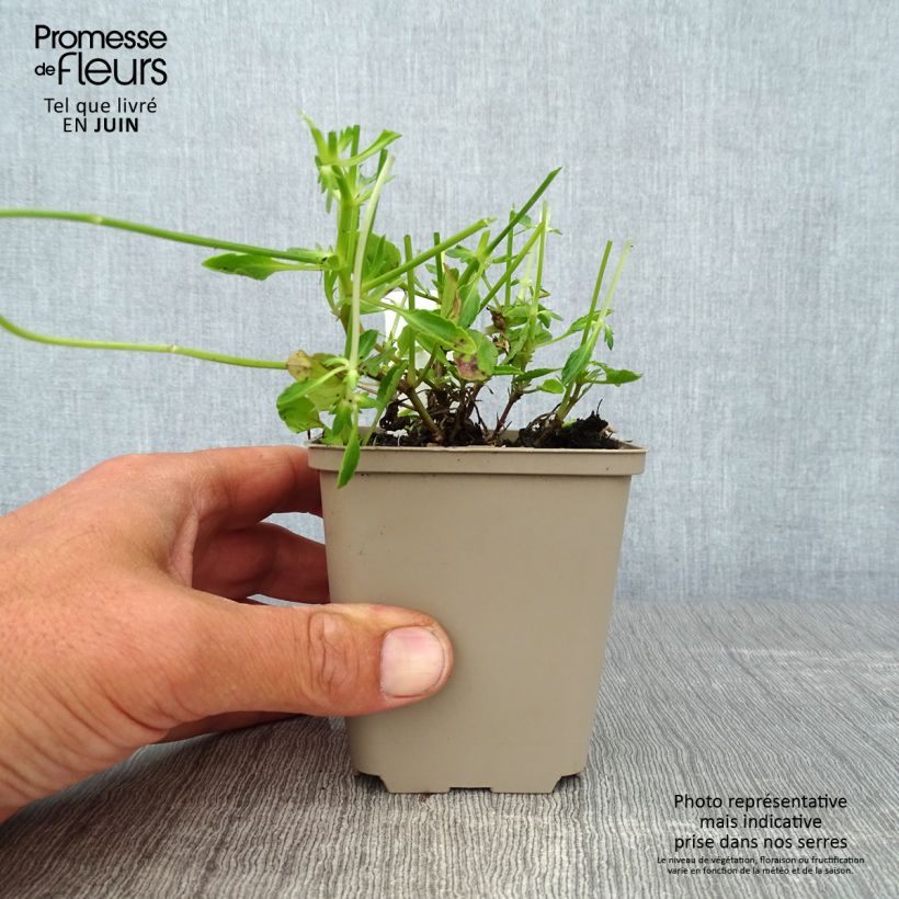 Exemplar von Horn-Veilchen Columbine Kleine Töpfe von 8/9 cm wie im Sommer geliefert