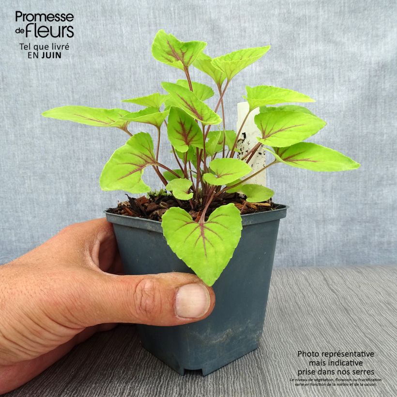 Exemplar von Viola koreana Mars - Koreanisches Veilchen Kleine Töpfe von 8/9 cm wie im Sommer geliefert