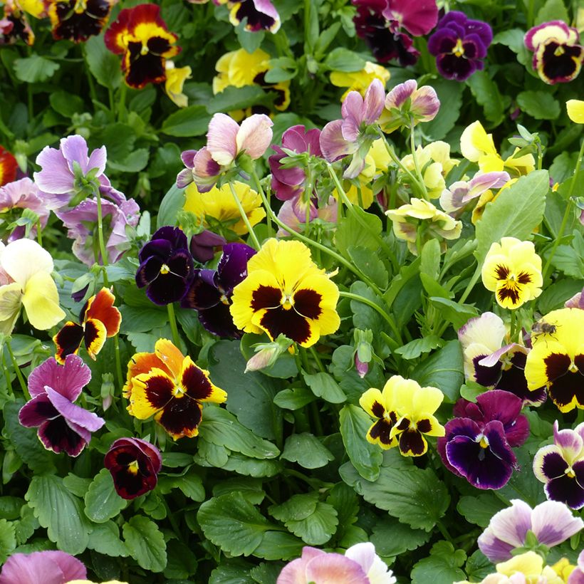 Stiefmütterchen Mix (Blüte)