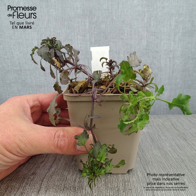 Exemplar von Viola corsica - Korsische Veilchen Kleine Töpfe von 8/9 cm wie im Winter geliefert