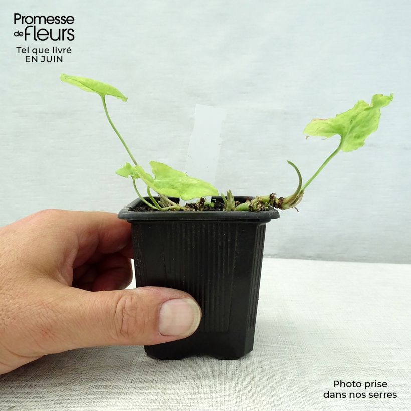 Exemplar von Viola odorata Mrs Pinehurst - März-Veilchen Kleine Töpfe von 8/9 cm wie im Sommer geliefert