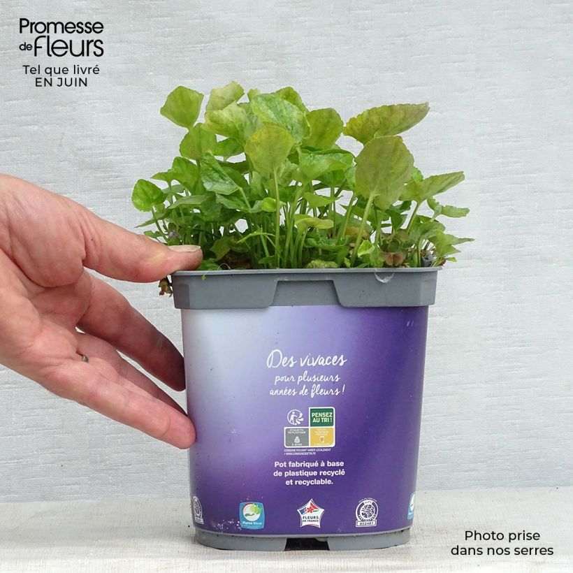 Exemplar von Viola odorata Plena - März-Veilchen Topf mit 2L/3L wie im Sommer geliefert