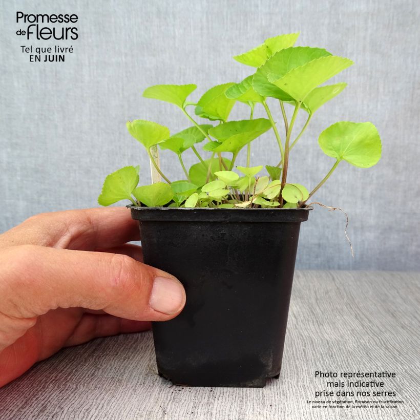 Exemplar von Viola sororia Albiflora - Pfingst-Veilchen Kleine Töpfe von 8/9 cm wie im Sommer geliefert