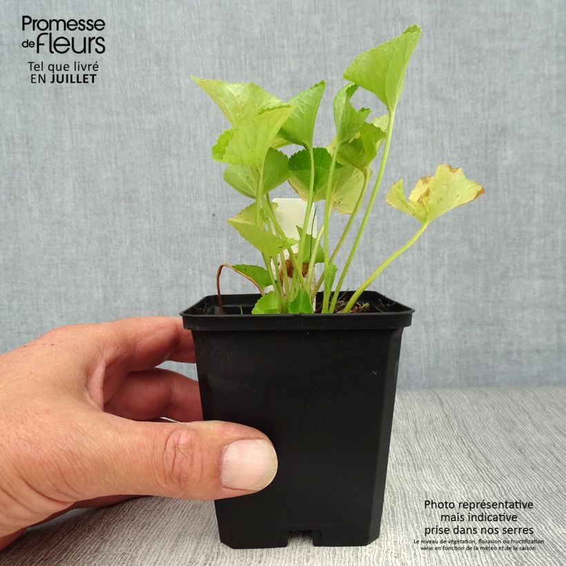 Exemplar von Viola sororia Freckles - Pfingst-Veilchen Kleine Töpfe von 8/9 cm wie im Sommer geliefert