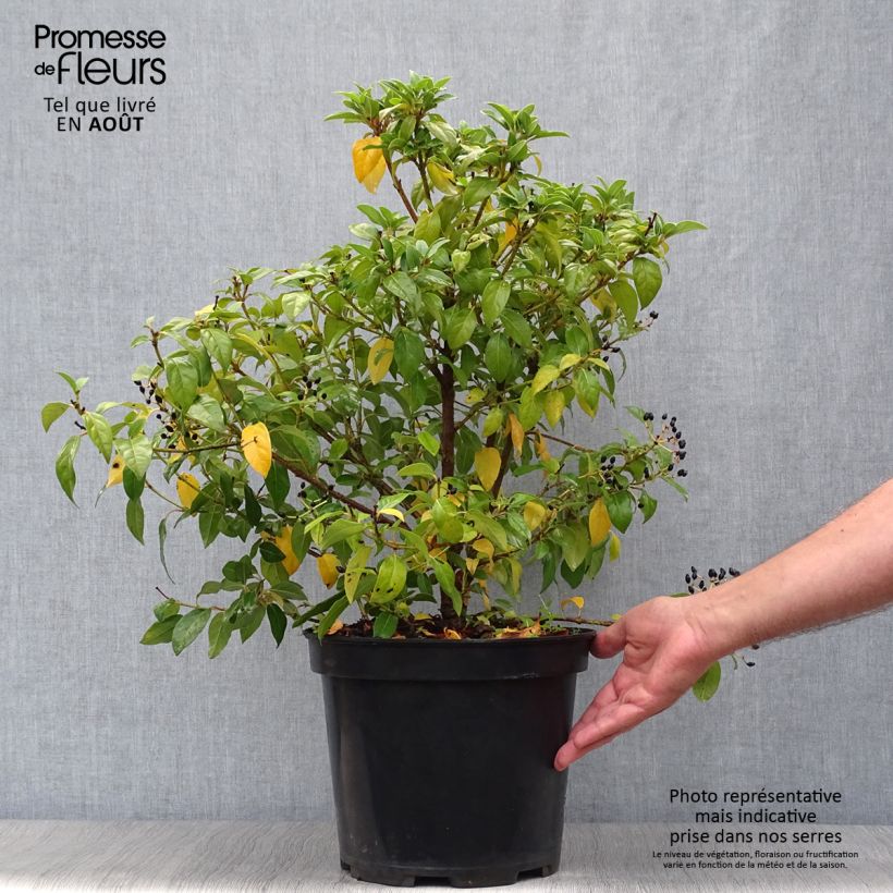 Exemplar von Lorbeerblättriger Schneeball - Viburnum tinus Topf mit 7,5L/10L wie im Sommer geliefert