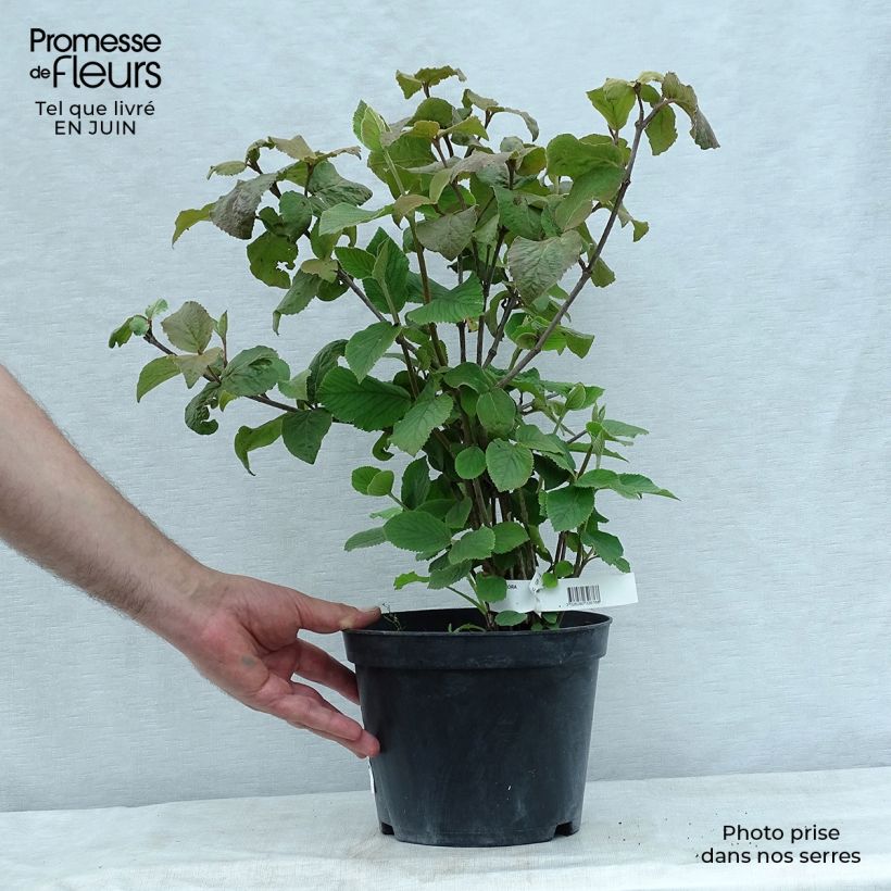 Exemplar von Koreanischer Duft-Schneeball Aurora - Viburnum carlesii Topf mit 3L/4L wie im Sommer geliefert