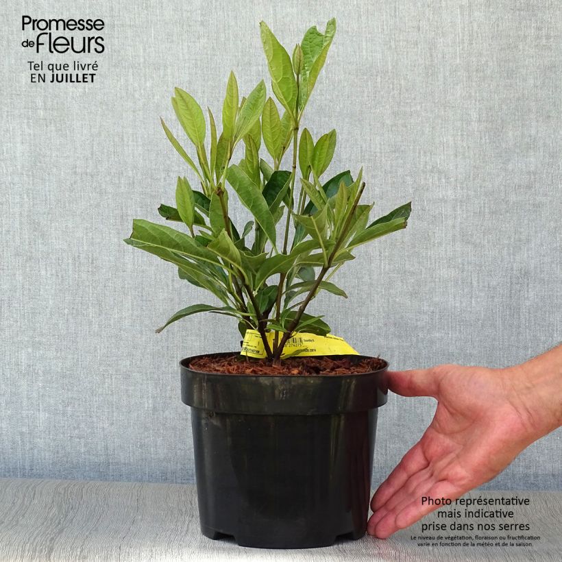 Exemplar von Schneeball Pink Beauty - Viburnum nudum Topf mit 3L/4L wie im Sommer geliefert