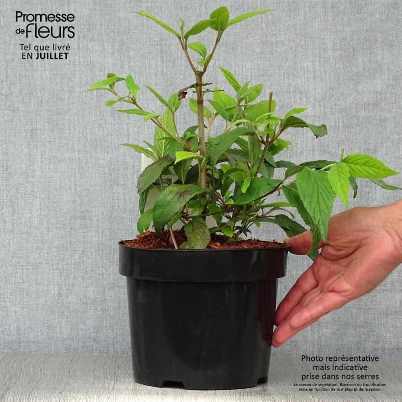 Exemplar von Japanischer Schneeball Kilimanjaro - Viburnum plicatum Topf mit 2L/3L wie im Sommer geliefert