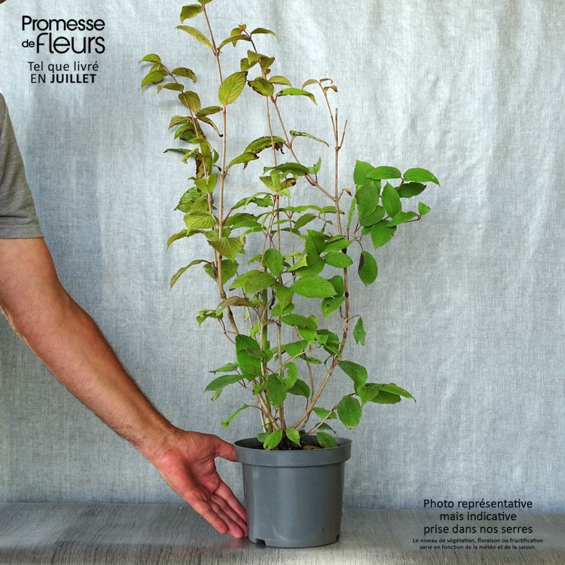 Exemplar von Japanischer Schneeball Pink Beauty - Viburnum plicatum Topf mit 2L/3L wie im Sommer geliefert