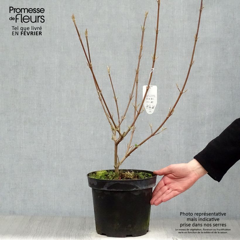 Exemplar von Großblumiger Duftschneeball - Viburnum carlcephalum Topf mit 7,5L/10L wie im Winter geliefert