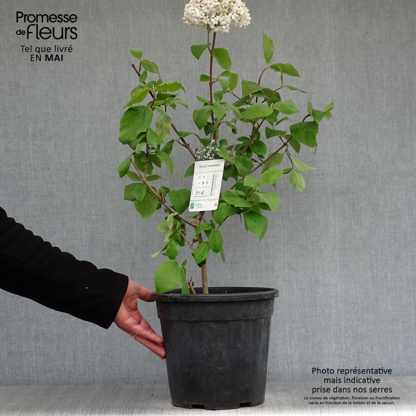 Exemplar von Großblumiger Duftschneeball - Viburnum carlcephalum Topf mit 7,5L/10L wie im Frühjahr geliefert