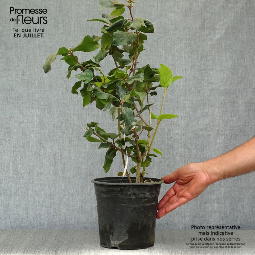 Exemplar von Großblumiger Duftschneeball - Viburnum carlcephalum Topf mit 3L/4L wie im Sommer geliefert