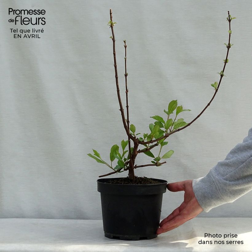 Exemplar von Farrers Schneeball - Viburnum farreri Topf mit 2L/3L wie im Frühjahr geliefert