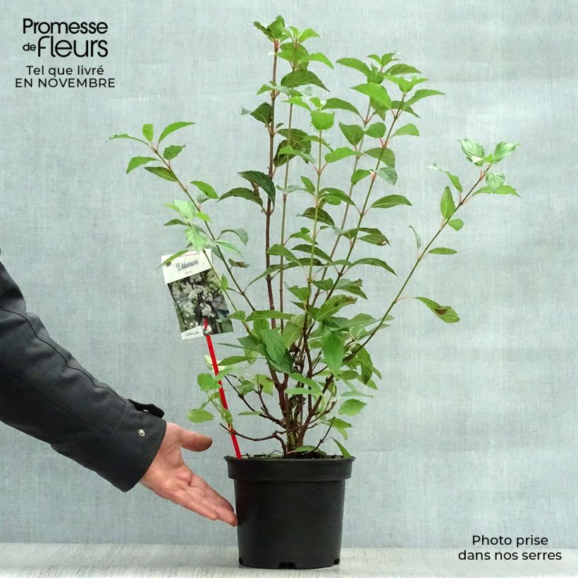 Exemplar von Farrers Schneeball - Viburnum farreri Topf mit 2L/3L wie im Herbst geliefert