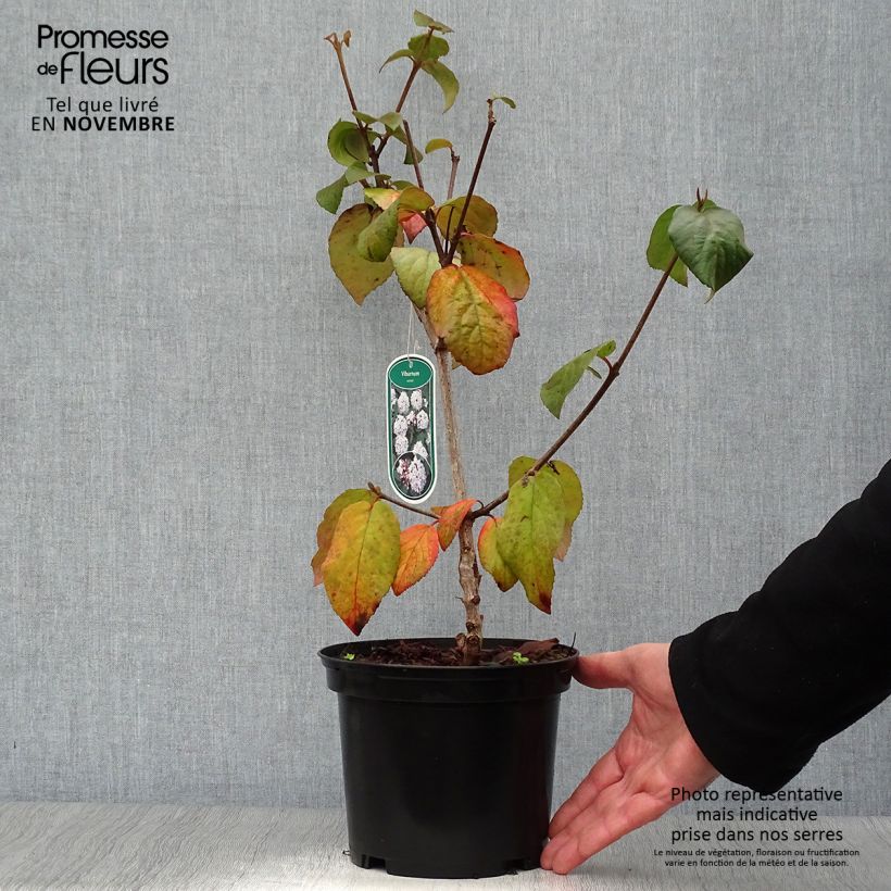Exemplar von Koreanischer Duft-Schneeball Caprifoliaceae - Viburnum carlesii Topf mit 2L/3L wie im Herbst geliefert
