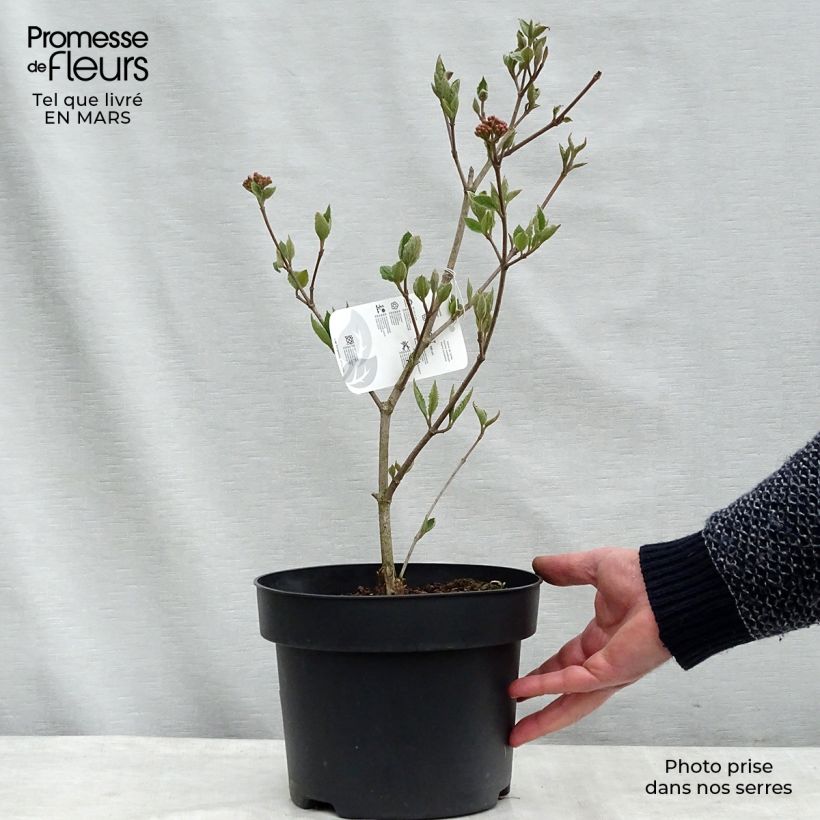 Exemplar von Koreanischer Duft-Schneeball Caprifoliaceae - Viburnum carlesii Topf mit 4L/5L wie im Frühjahr geliefert