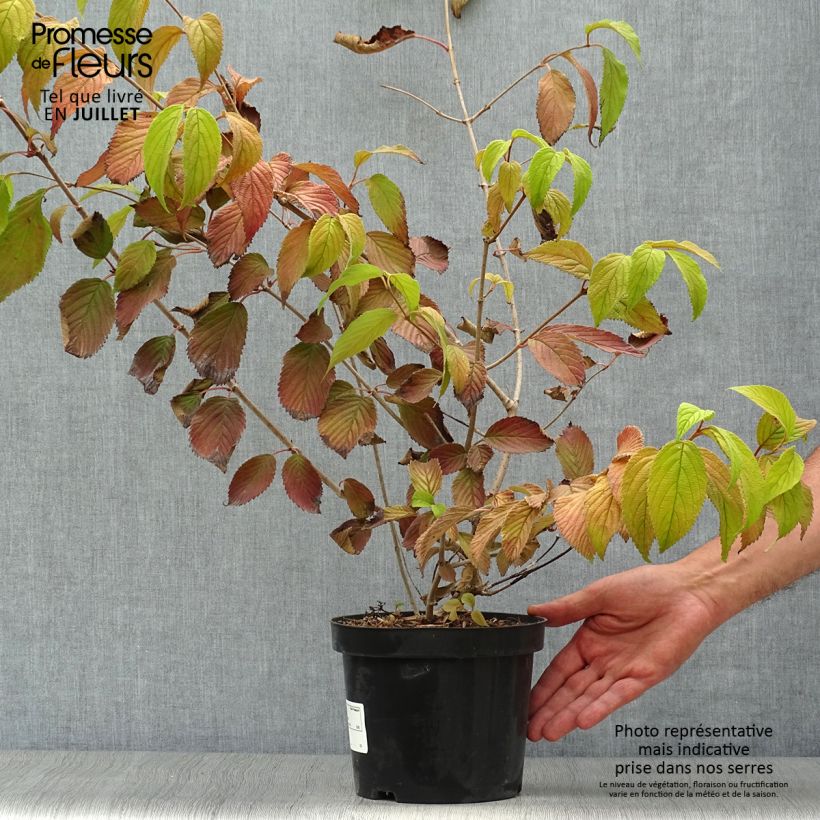 Exemplar von Japanischer Schneeball Mariesii - Viburnum plicatum Topf mit 3L/4L wie im Sommer geliefert