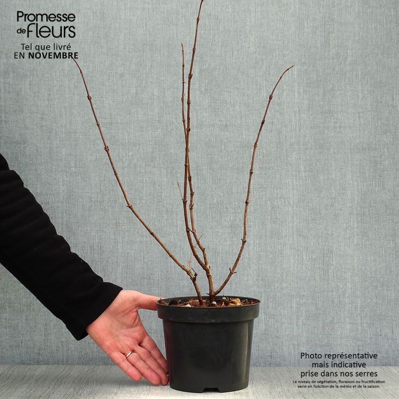 Exemplar von Japanischer Schneeball Tomentosum - Viburnum plicatum Topf mit 2L/3L wie im Herbst geliefert
