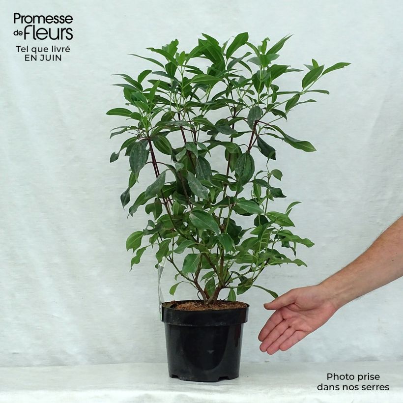 Exemplar von Immergrüner Kissen-Schneeball Angustifolium - Viburnum davidii Topf mit 3L/4L wie im Sommer geliefert