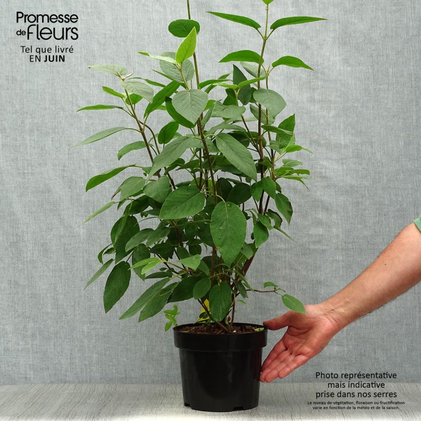 Exemplar von Wolliger Schneeball Mohican - Viburnum lantana Topf mit 3L/4L wie im Sommer geliefert